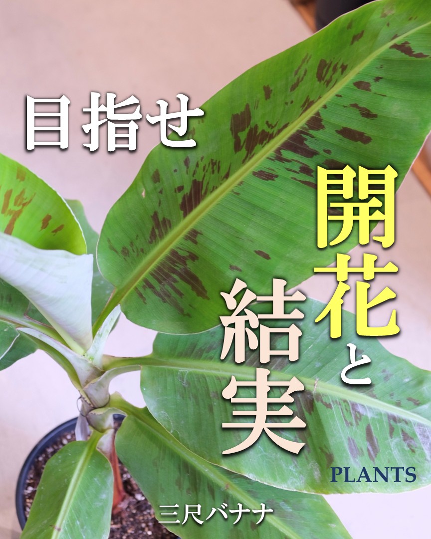 ピックアッププランツ ＊May＊ - ベランダガーデン