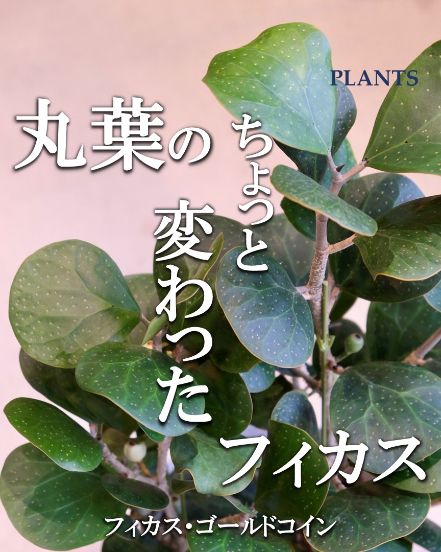 ピックアッププランツ ＊May＊ - ベランダガーデン