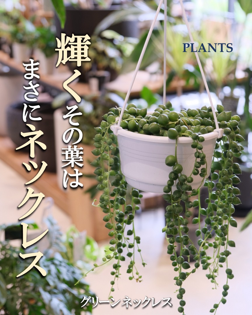 ピックアッププランツ　＊June＊