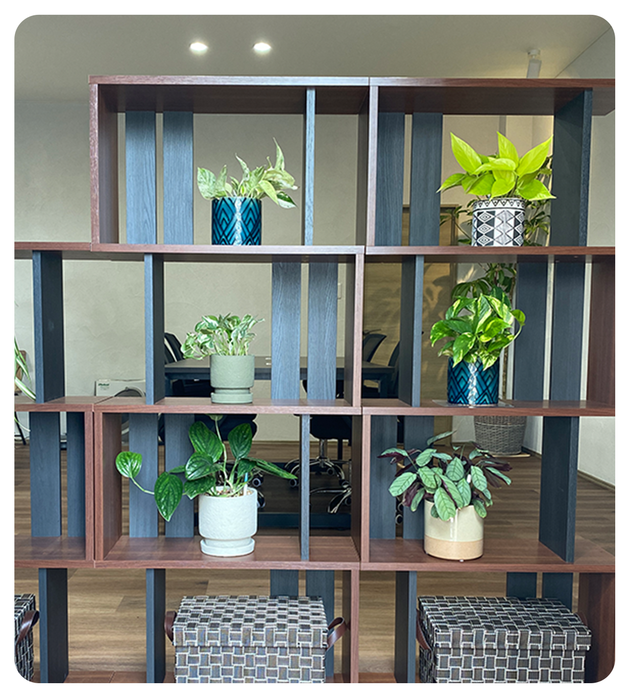 観葉植物だからできること