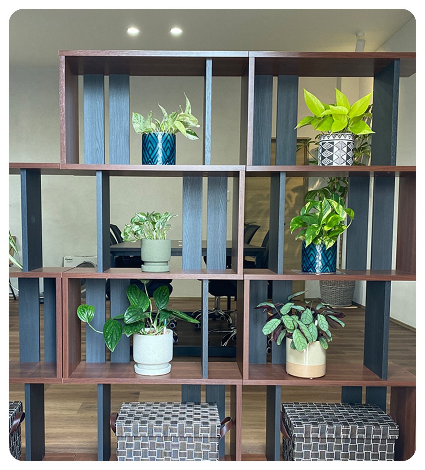 観葉植物だからできること